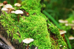 世界羽毛球公开赛：技术创新带动打法多元化发展，羽毛球世界锦标赛